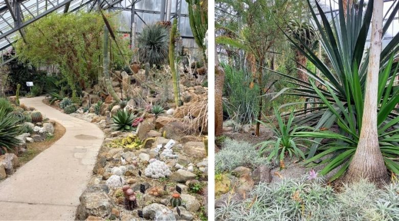 筑波実験植物園　サバンナ