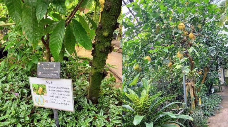 熱帯資源温室のカカオとレモン