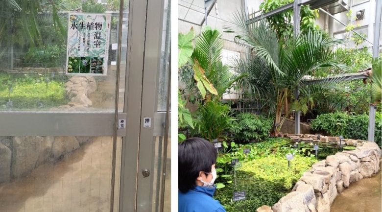 筑波実験植物園　水生植物温室