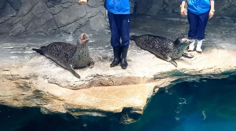 アシカのモグモグタイム