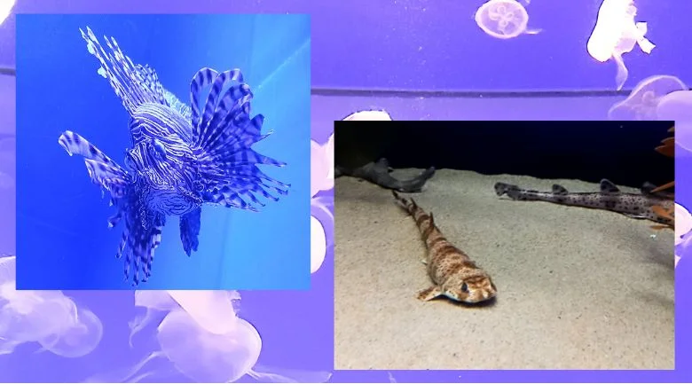 アクアワールド大洗の魚