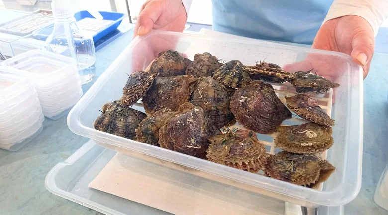 好きなアコヤガイを選ぶ