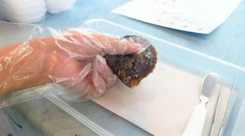 真珠を取り出すアコヤガイ