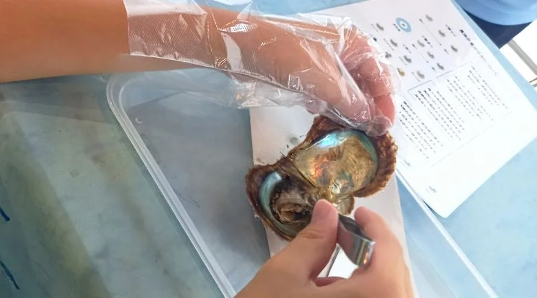 アコヤガイの身から真珠を探す