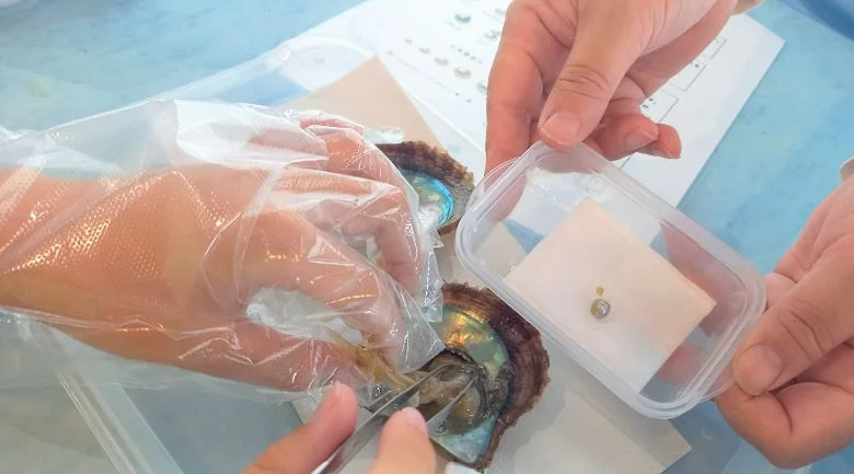 取り出した真珠