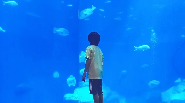 魚が泳ぐ大きな水槽