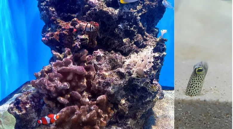 クマノミとチンアナゴ