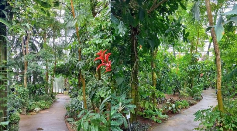 筑波実験植物園　熱帯雨林温室