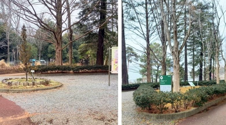 筑波実験植物園　プロムナード