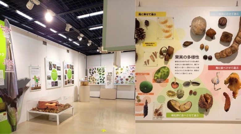 筑波実験植物園　研修展示物